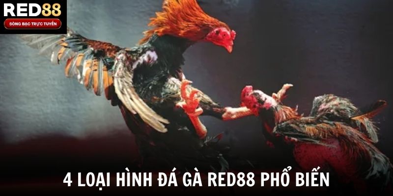 4 loại hình đá gà Red88 phổ biến