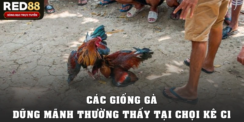 Các giống gà dũng mãnh thường thấy tại chọi kê C1