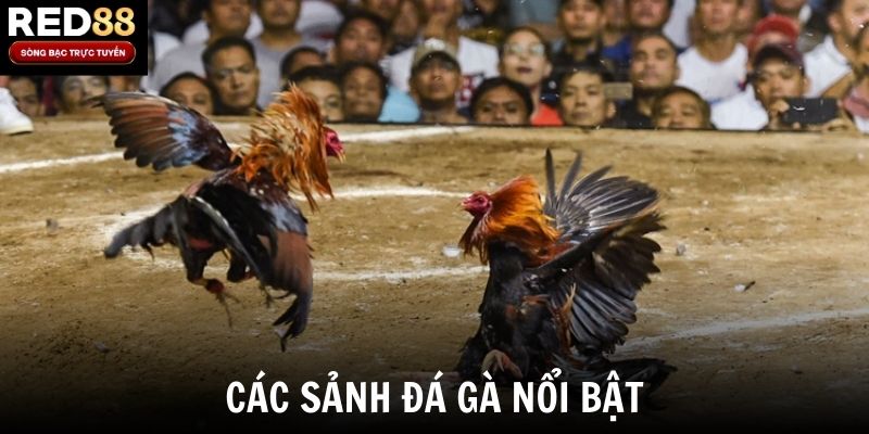 Các sảnh đá gà nổi bật