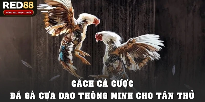 Cách cá cược đá gà cựa dao thông minh cho tân thủ