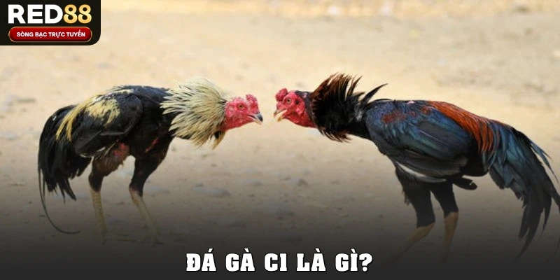 Đá gà C1 là gì?