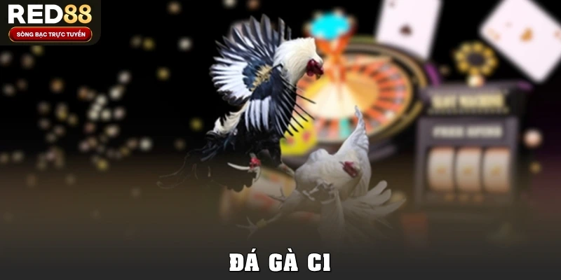 Khám Phá Đá Gà C1 Tại Red88 Với Luật Chơi, Kèo Cược Dễ Hiểu