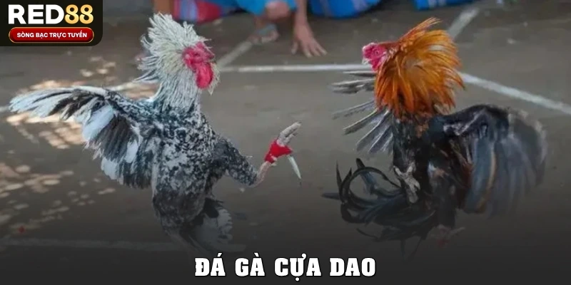 Đá Gà Cựa Dao Red88: Luật Chơi, Kèo Cược Và Mẹo Hay Đỉnh Cao