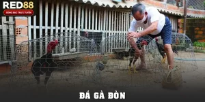 Đá Gà Đòn Tại Red88: Sức Hút Từ Chiến Thuật Và Sức Mạnh
