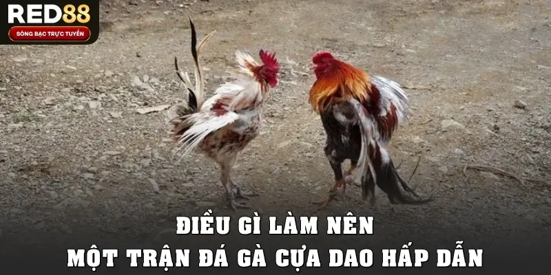 Điều gì làm nên một trận đá gà cựa dao hấp dẫn?
