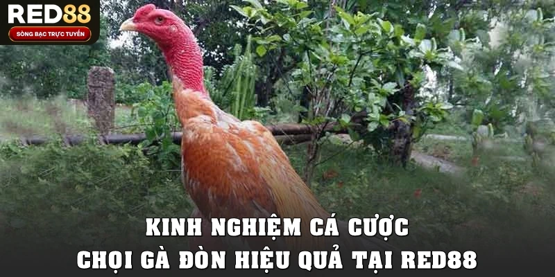 Kinh nghiệm cá cược chọi gà đòn hiệu quả tại Red88