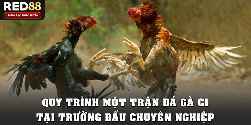 Quy trình một trận đá gà C1 tại trường đấu chuyên nghiệp