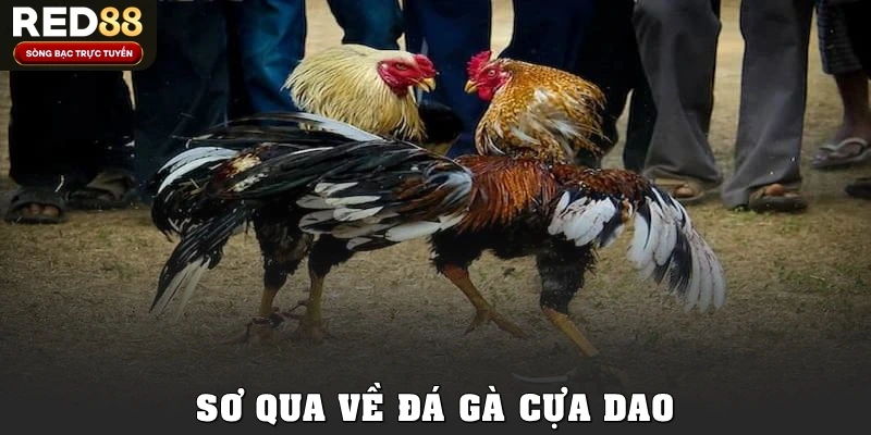 Sơ qua về đá gà cựa dao