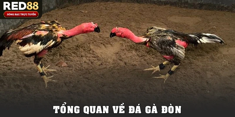 Tổng quan về đá gà đòn